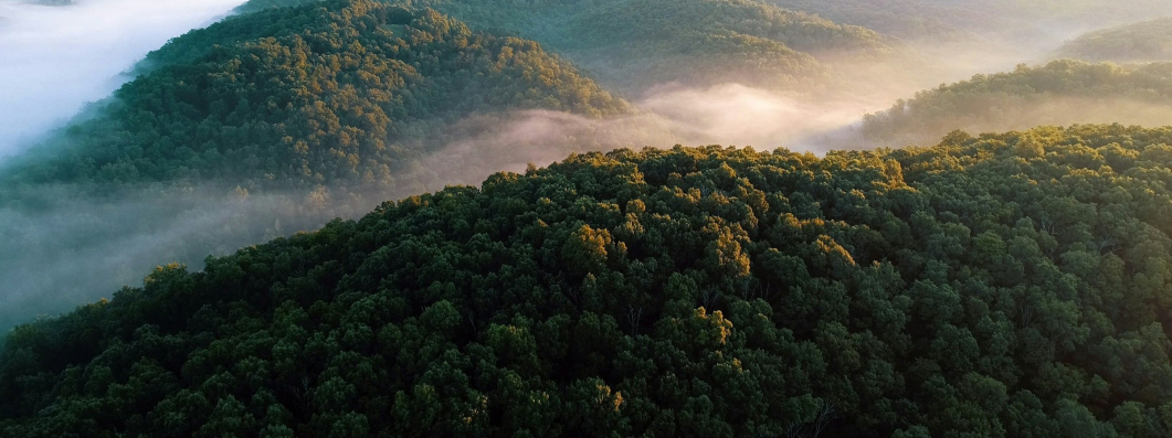 Forests and mist