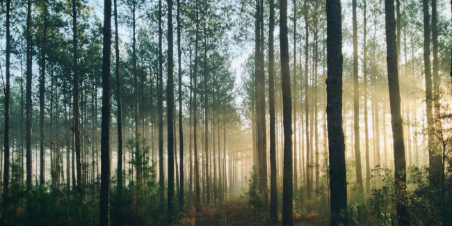Sunlight