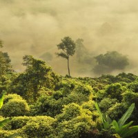 tree in a foggy forest