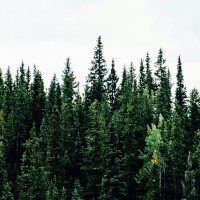 Trees against the sky