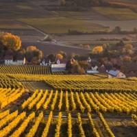 Agricultural field