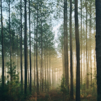Sunlight