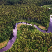 Forest and winding river